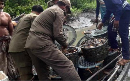 নিষিদ্ধ সময় কাঁকড়া ধরায় পূর্ব-সুন্দরবন থেকে ২৬ জেলে আটক