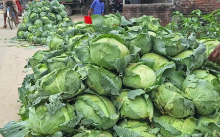 বাঁধাকপি  বিক্রি  হচ্ছে  পাঁচ  টাকায়