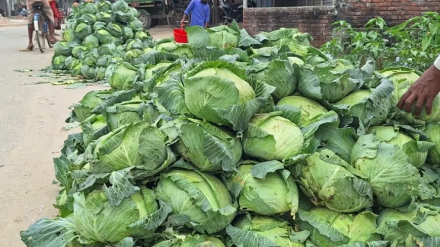 বাঁধাকপি  বিক্রি  হচ্ছে  পাঁচ  টাকায়