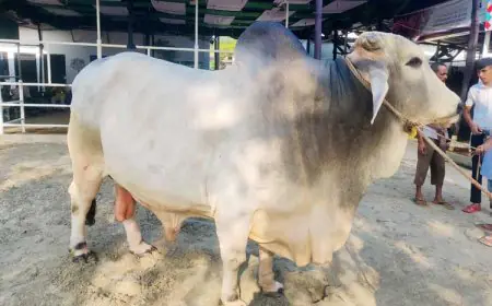 ২৫ মণ ওজনের 'শাকিব খান' ১২ লাখ টাকায় বিক্রি