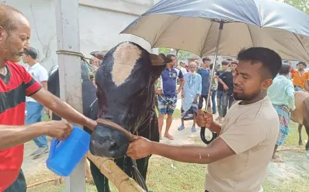 নড়াইলের বৃহত্তম পশুর হাটে শুরু হলো কোরবানির পশু বেচা-কেনা