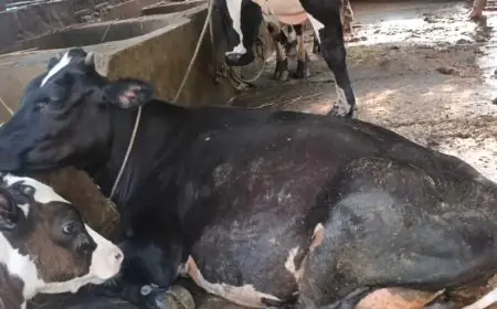 বামনায় গর্ভধারণ ছাড়াই গরুর বাচ্চার দৈনিক ২ লিটার দুধ দান, এলাকাবাসীর মধ্যে বিস্ময়
