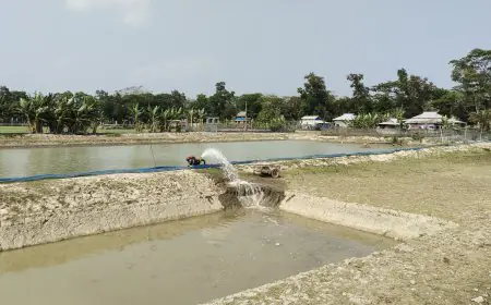 বরগুনায় মাছের ঘের দখলের অভিযোগ