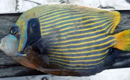 কুয়াকাটায় জেলের জালে ধরা পড়লো বিরল প্রজাতির “অ্যাঞ্জেলফিশ”