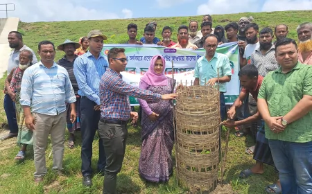 সৌন্দর্য ও পরিবেশ রক্ষায় নড়াইলে বৃক্ষরোপণ কর্মসূচি
