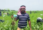 ঈদের আনন্দ ভাগ করে নিতে কৃষকের মাঠে শত মানুষের কর্মযজ্ঞ