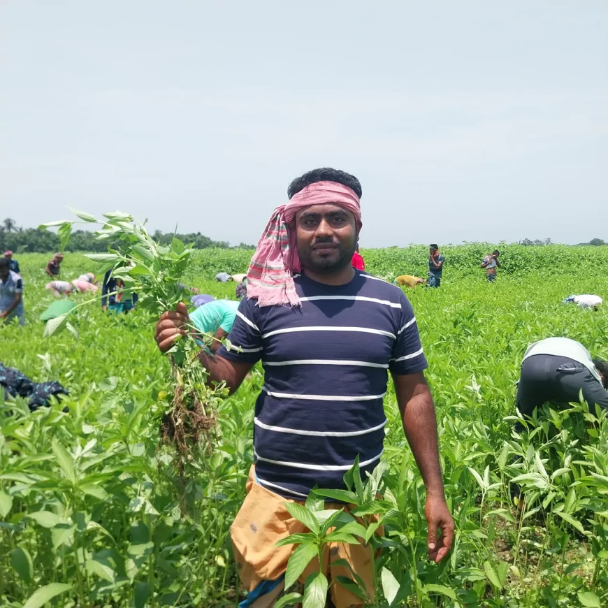 ঈদের আনন্দ ভাগ করে নিতে কৃষকের মাঠে শত মানুষের কর্মযজ্ঞ