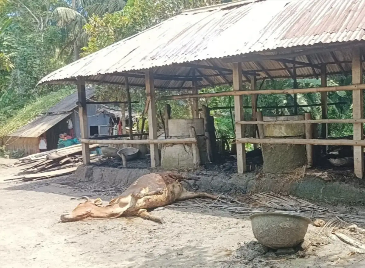নড়াইলে গভীর রাতে গোয়ালঘরে আগুন, মারা গেলো একটি গরু আরো তিনটি আশঙ্কা জনক