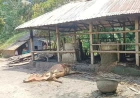 নড়াইলে গভীর রাতে গোয়ালঘরে আগুন, মারা গেলো একটি গরু আরো তিনটি আশঙ্কা জনক