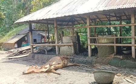 নড়াইলে গভীর রাতে গোয়ালঘরে আগুন, মারা গেলো একটি গরু আরো তিনটি আশঙ্কা জনক